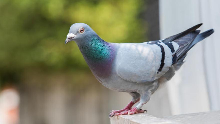 Por Mérida pide medidas contra las palomas y la suciedad que generan en varios barrios