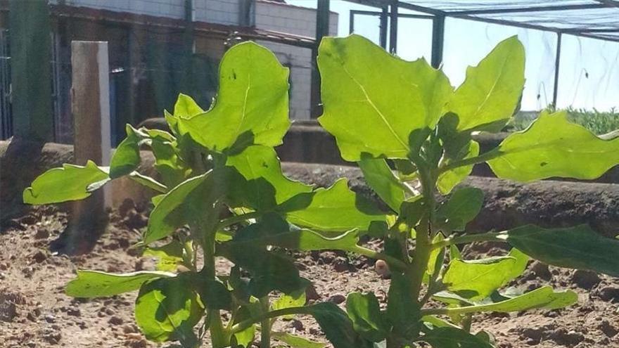 Expertos plantean cultivar quinoa, espelta y colza en la Campiña Sur extremeña