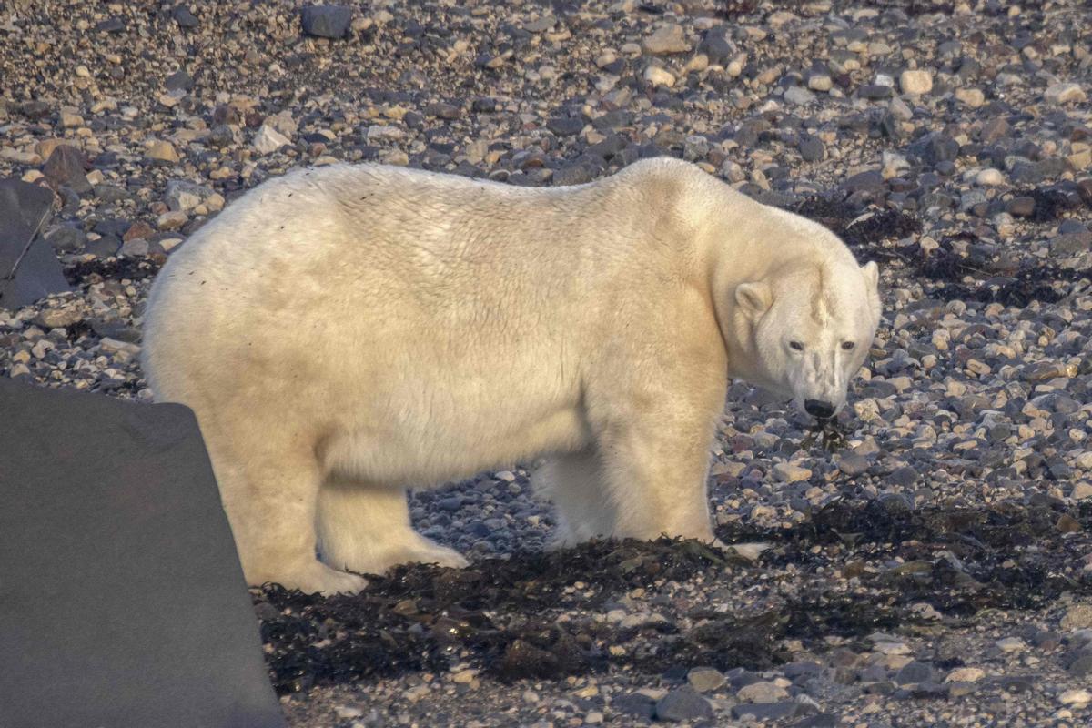 Así viven los osos polares en Hudson Bay, cerca de Churchill (Canadá).