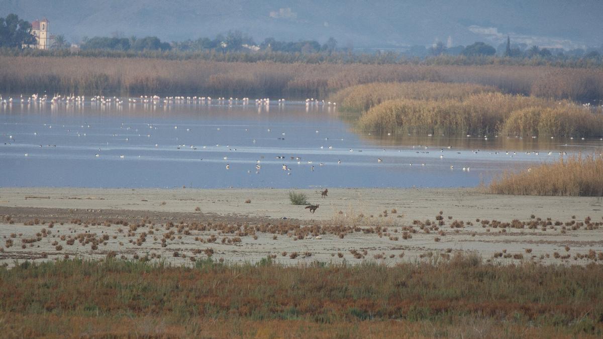 Vista de l'embassament de Ponent del Parc Natural del Fondo d'Elx i Crevillent