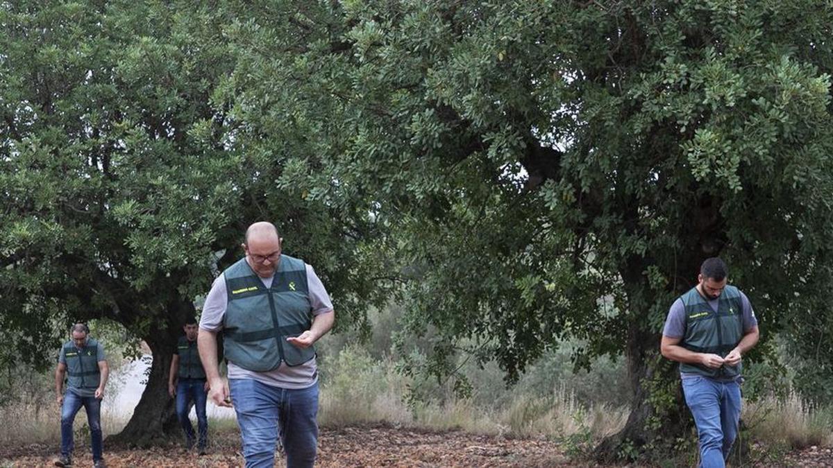 Els vigilants de la garrofa, el nou or que cotitza a l’alça