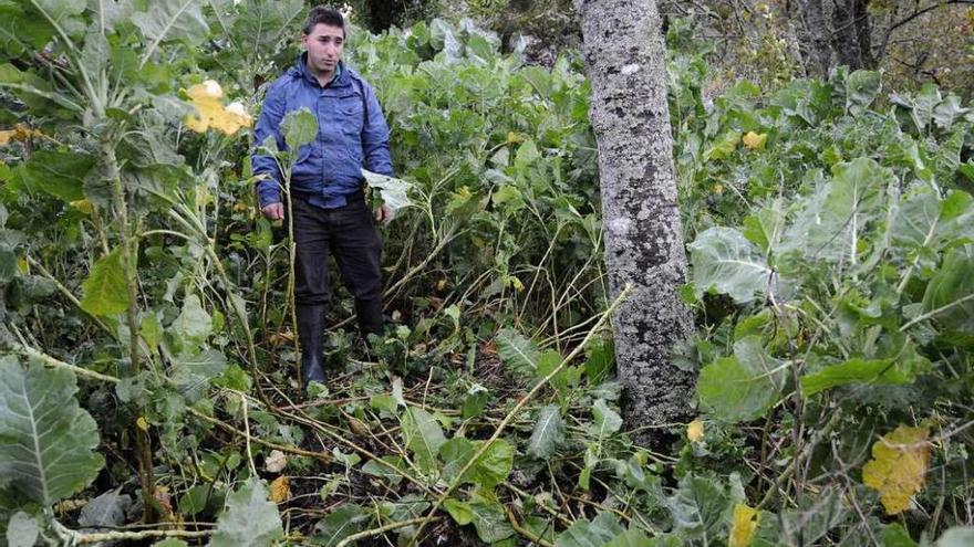 José Manuel Baños, ayer, mostrando el rastro dejado por sus perros en la vegetación. // Bernabé / Javier Lalín