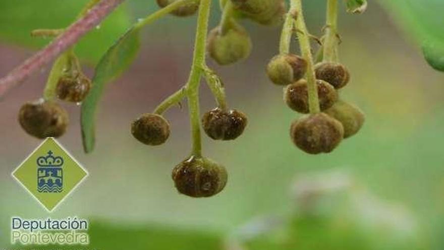 Botones florales de kiwi.  // EFA