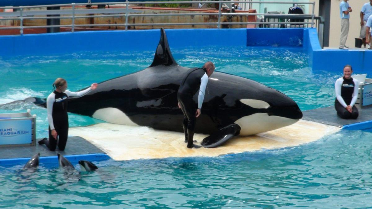 La orca Lolita, en el acuario de Miami