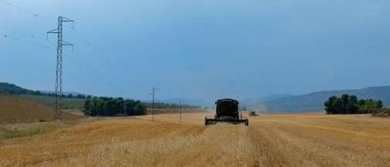 La sequía deja a los agricultores de la Costera sin cosechas de trigo y amenaza al olivo y la almendra