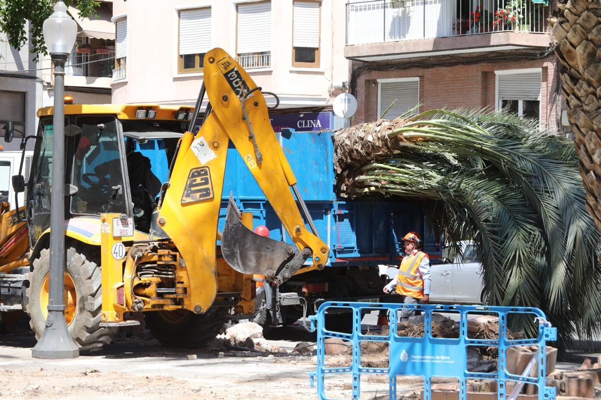 Algunos de los ejemplares que se han retirado en la calle Doctor Sapena.