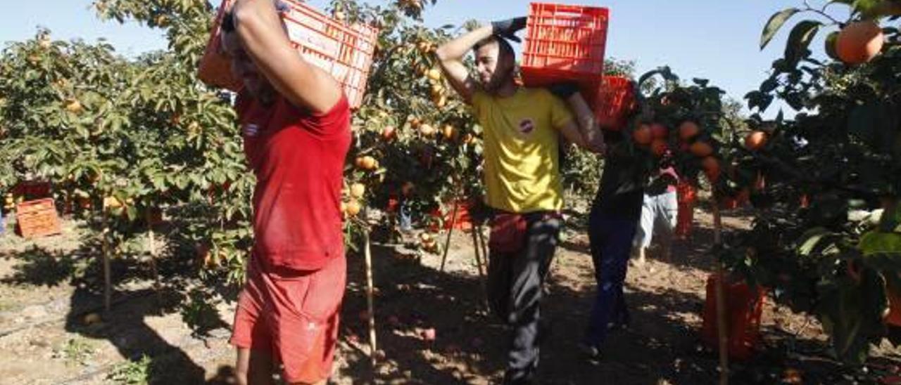 Recolectores de caquis en un campo de l&#039;Alcúdia.