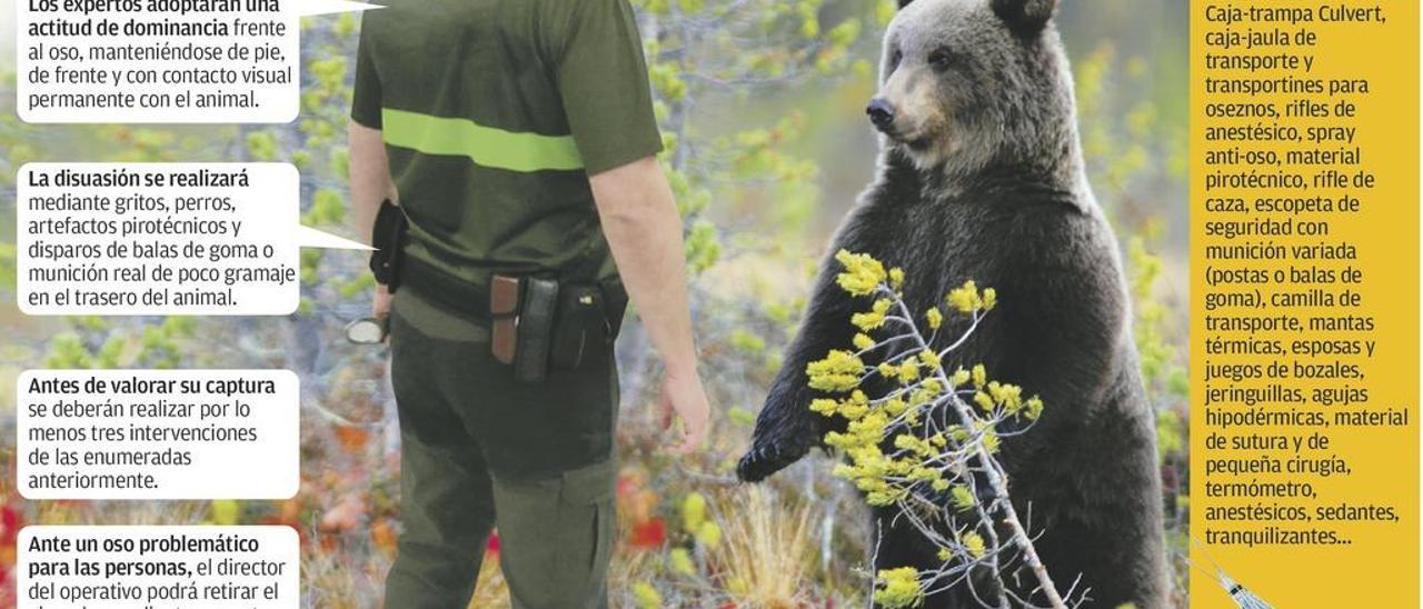 Balas, petardos y gritos: así espantará Asturias a los osos que bajen a los  pueblos - La Nueva España