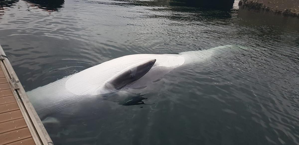 La ballena de 8 metros que apareció en los muelles de la Estación Vanal de La Graña, en Ferrol.