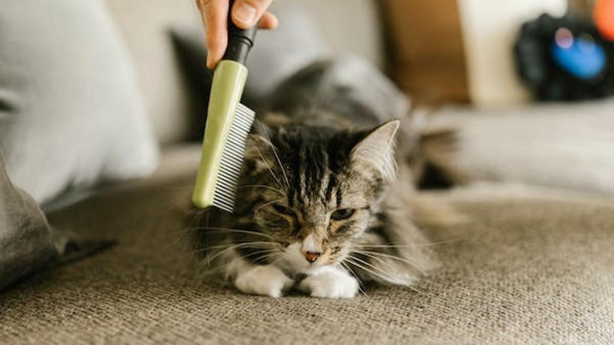 Cómo limpiar los pelos de las mascotas (trucos de la comunidad) ›