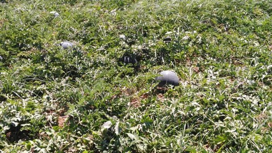 Oleada de robos  de sandías en los campos de Benicarló