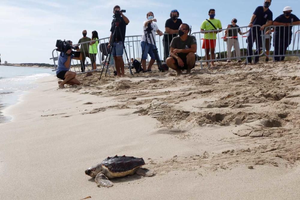 Liberadas en Ibiza 26 tortugas de la primera puesta registrada en Baleares