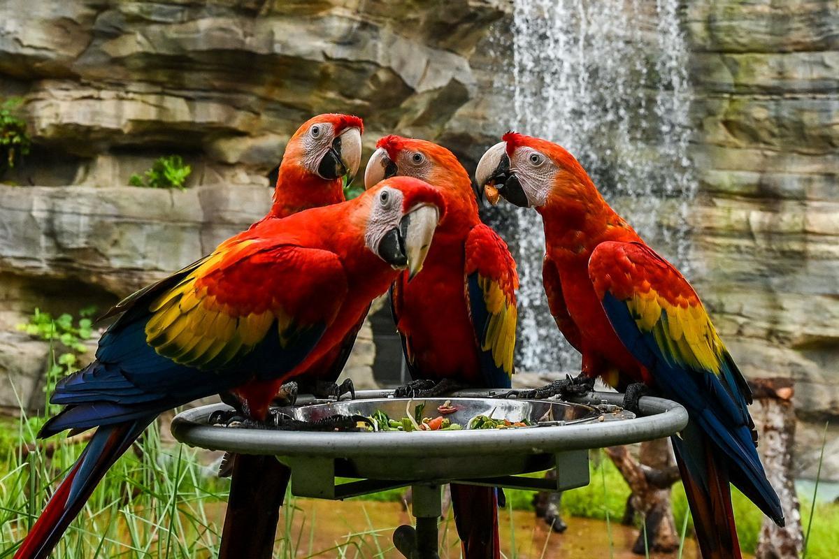 Singapur estrena el parque Paraíso de los pájaros