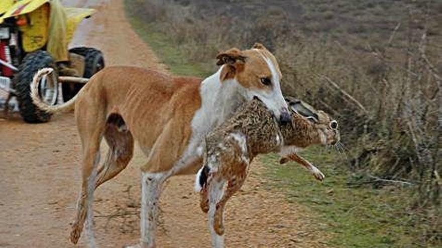 Un galgo marcha con una liebre conseguida en una carrera por el campo de Tierra del Vino.