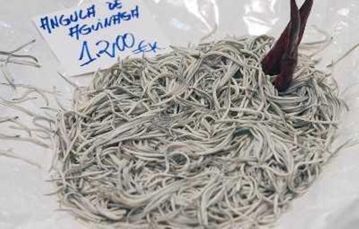 El desorbitado precio de las angulas es la primera razón por la que este producto ha dejado de formar parte de los menús en España, aunque puede esgrimirse otra para añorarlas con menos pesar: su peligro real de desaparición.