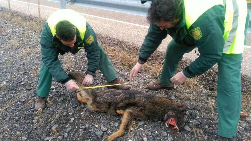 Un lobo que murió atropellado en la Nacional 122, cerca del cruce de la carretera a Viñas.