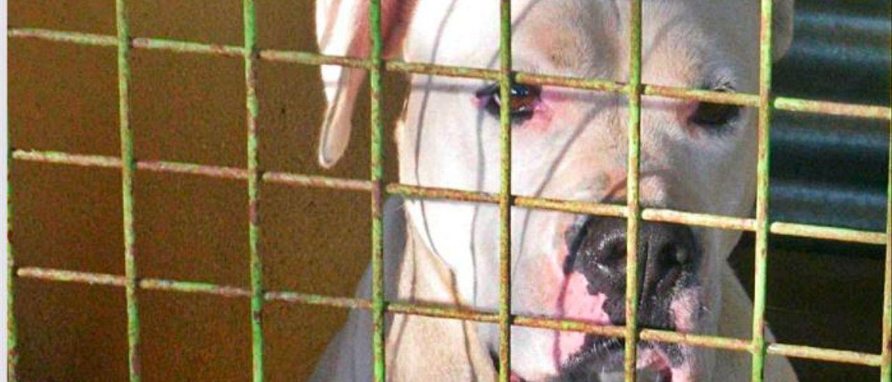 Un perro potencialmente peligroso de la raza american pitbull. | LEVANTE-EMV