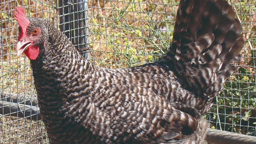 El ADN da el sello de calidad  a la gallina campera canaria