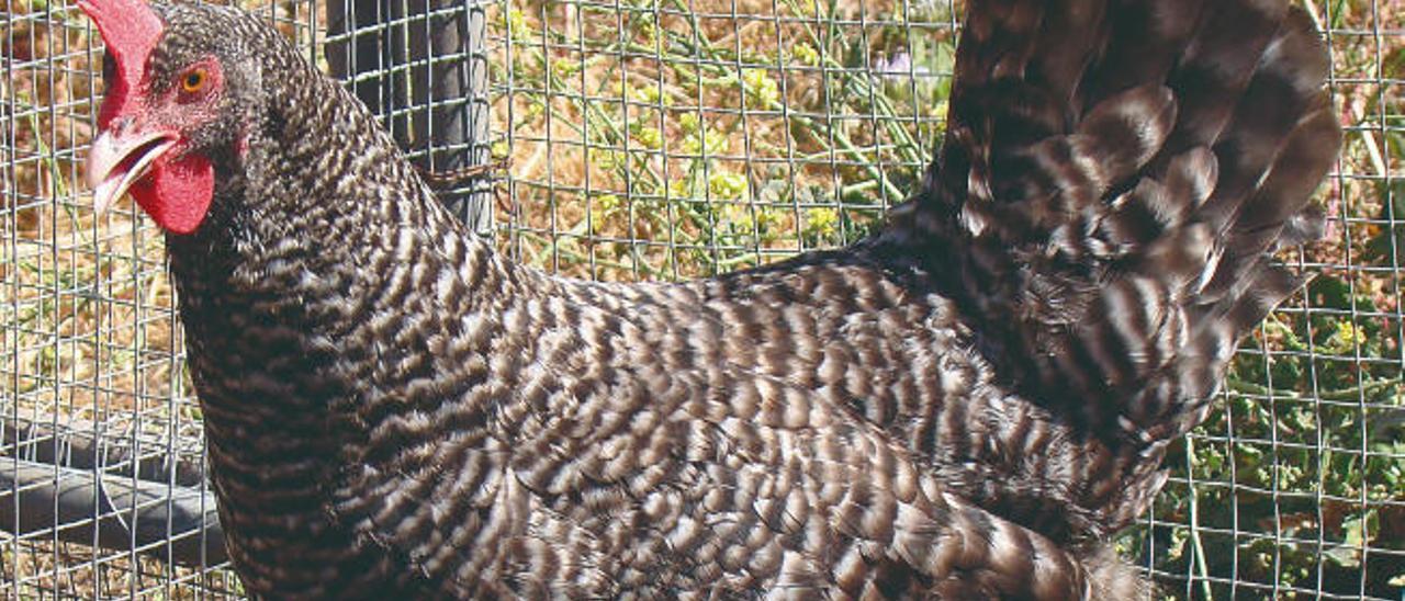 El ADN da el sello de calidad  a la gallina campera canaria