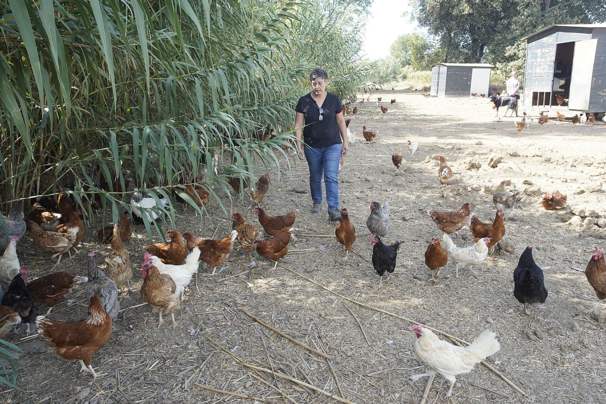 "Gallines Felices" a Casavells