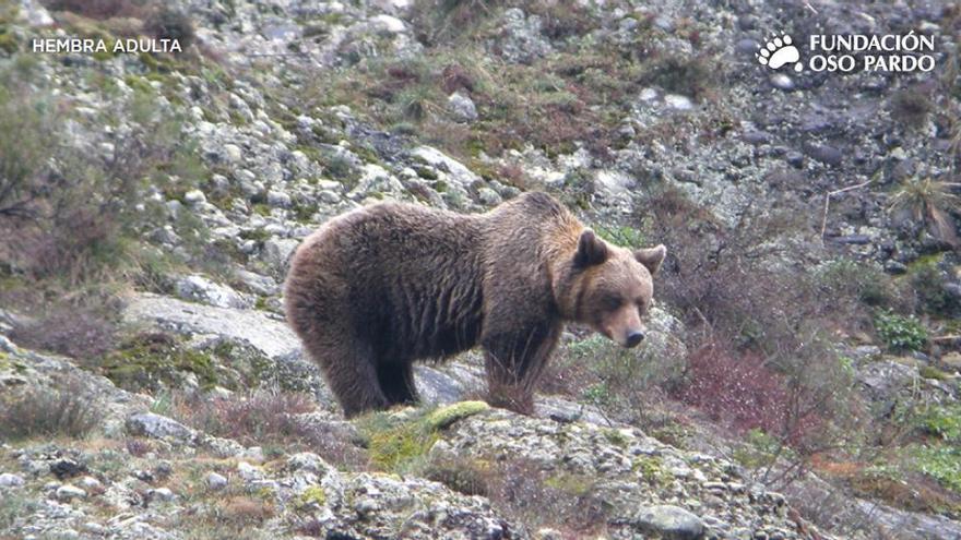 LA NUEVA ESPAÑA lanza hoy el proyecto web &quot;Asturias paraíso osero&quot;