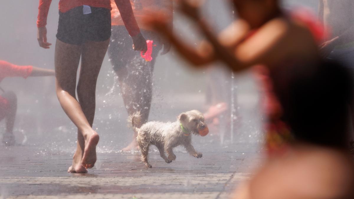 Un perro se refresca en la calle