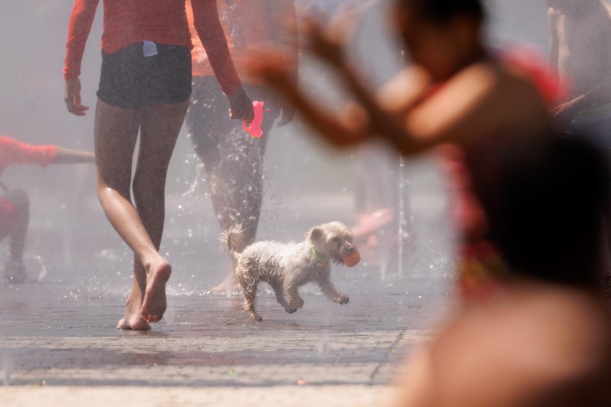 Un perro se refresca en la calle