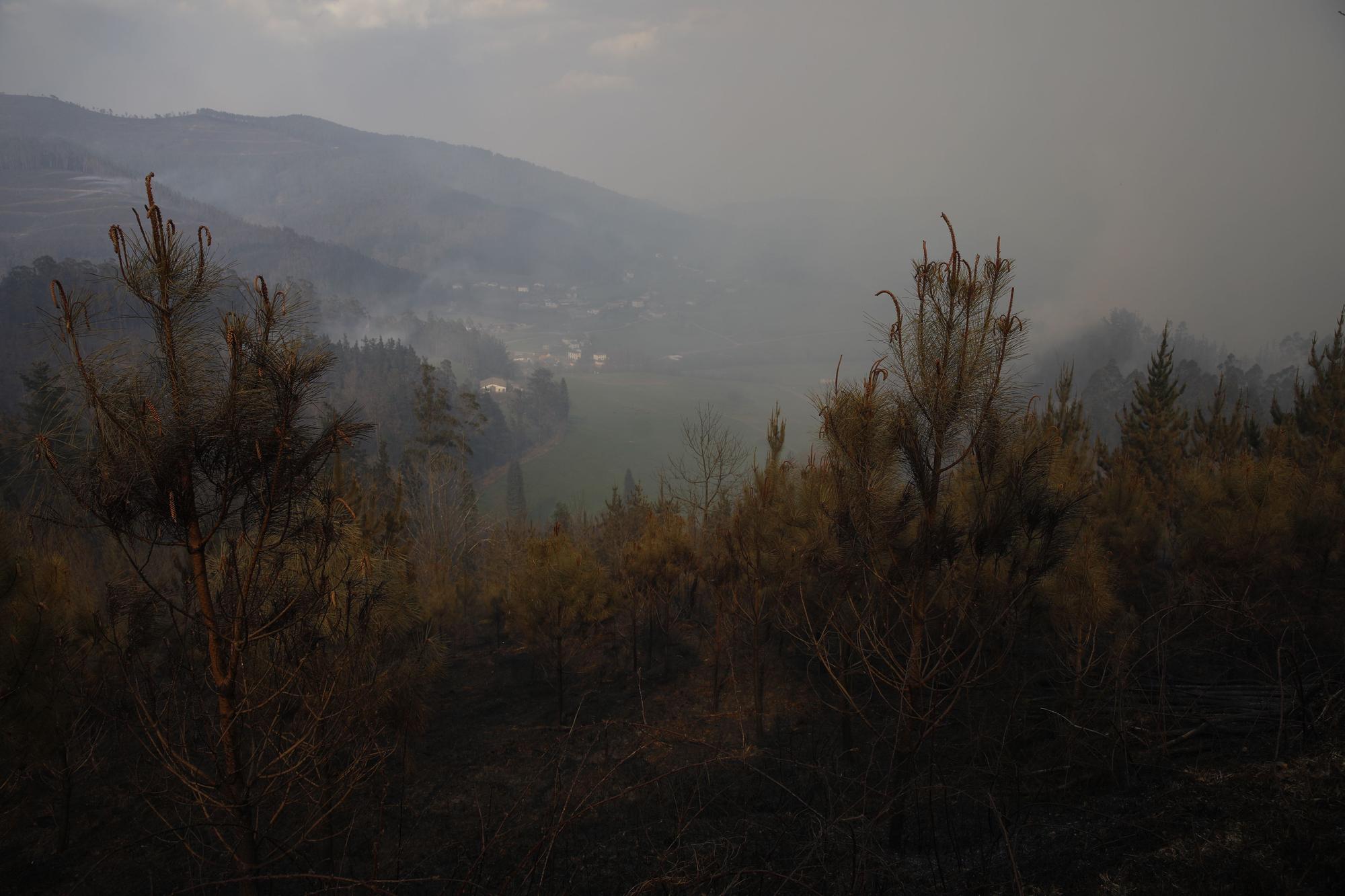 Pinares destruidos en el entorno de Navelgas.