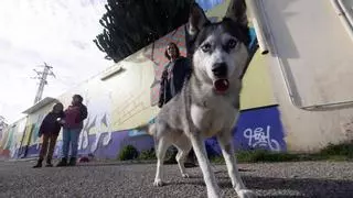 Adopciones en Sa Coma: "Más que animales de compañía, son como hijos"