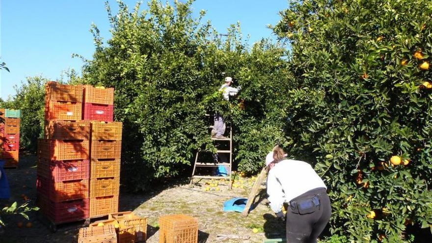 El olivar y la naranja, cultivos con mayor peligro de continuar la sequía