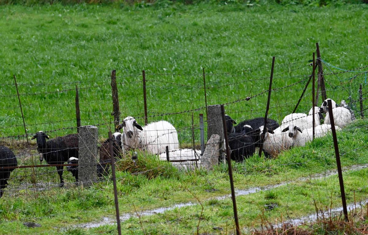 Un grupo de ovejas en un campo de Zamáns