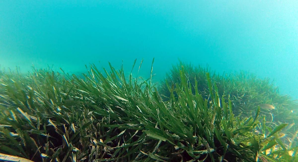 posidonia