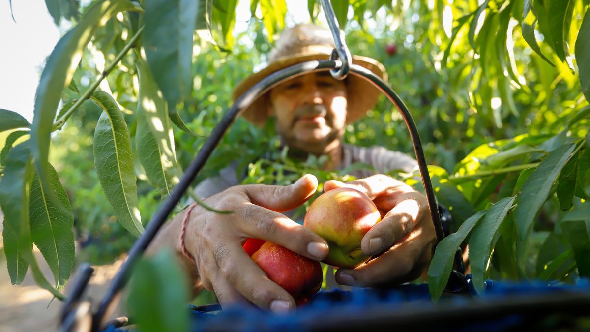 En la provincia hay 17.200 hectáreas sembradas de frutas y hortalizas.