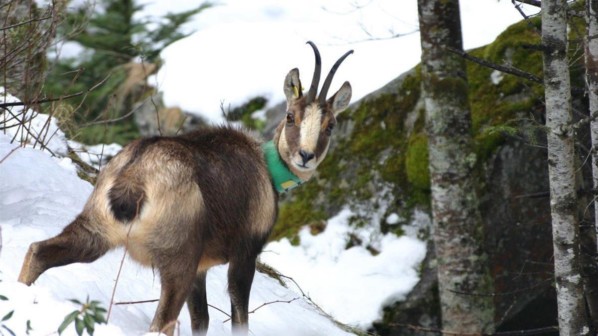 Imagen de un rebeco con un collar localizador con GPS en el Pirineo.