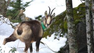 Imagen de un rebeco o sarrio con un collar localizador con GPS en el Pirineo.  