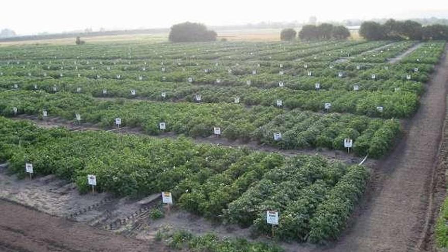 Plantación en A Limia.  // Iñaki Osorio