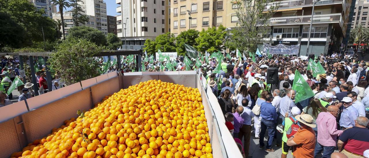 Los agricultores repartieron naranjas a los asistentes a la manifestación en la plaza de la Montañeta de Alicante. | HÉCTOR FUENTES