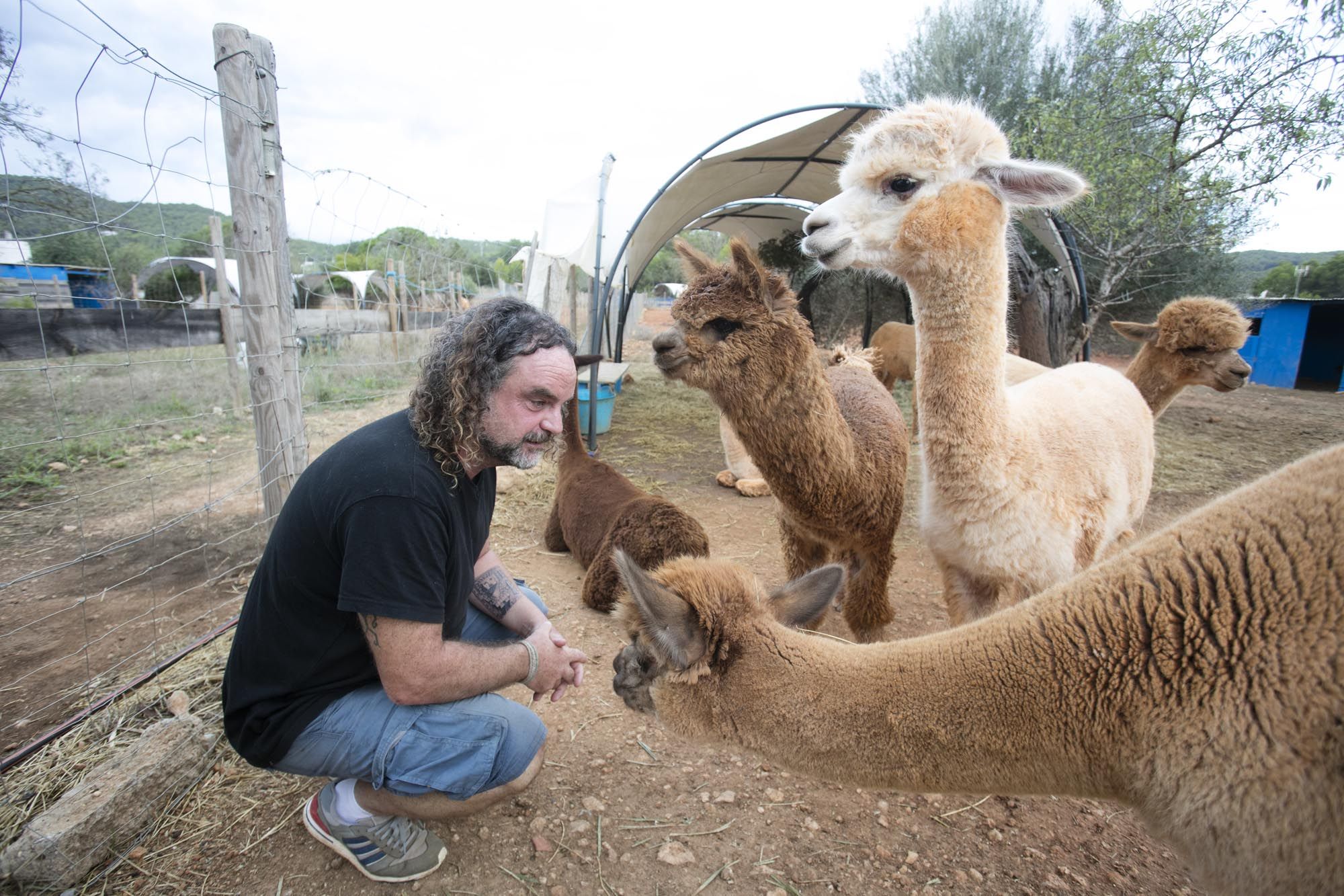 Granja de alpacas en Ibiza