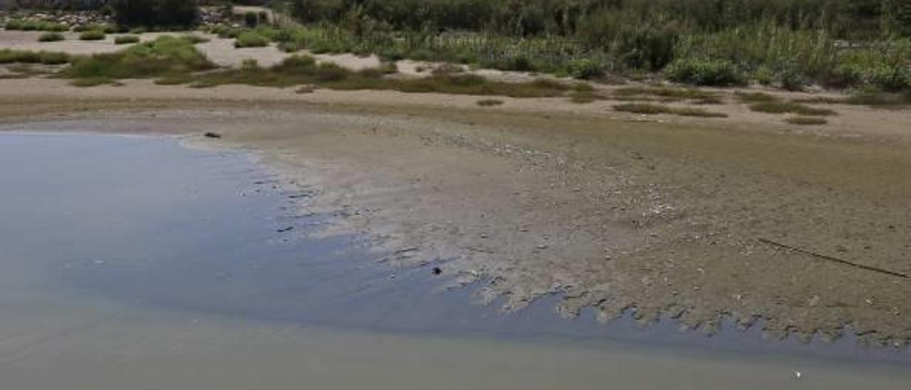 Aparecen cientos de peces muertos en el agua turbia de la desembocadura del Serpis