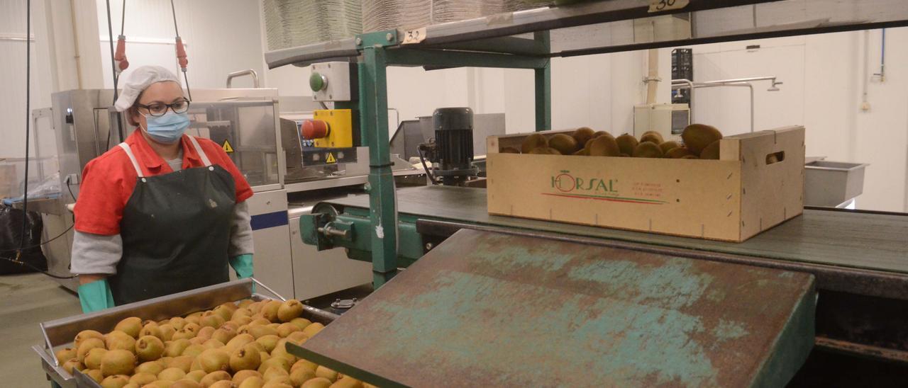 Imagen de archivo de una operaria de Horsal trabajando con una partida de kiwi