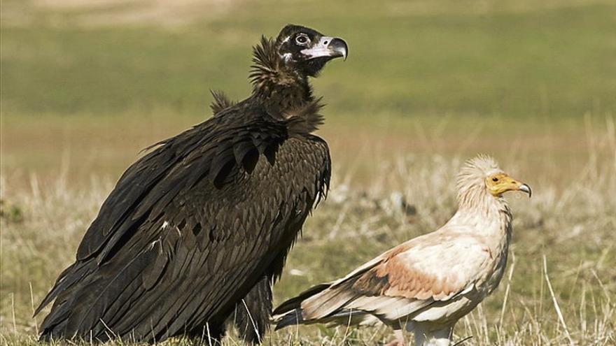 Rapaces necrófagas en peligro ya tienen un sitio para comer