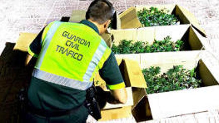 Detenido un alicantino con 505 plantas de marihuana en el coche