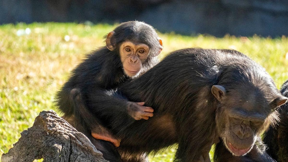 Chimpancé bebé con su madre en BIOPARC Valencia
