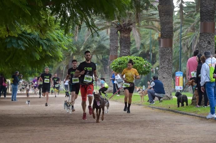 14-12-2019 LAS PALMAS DE GRAN CANARIA. Carrera de perros Can We Run, en el Parque Romano. Fotógrafo: ANDRES CRUZ  | 14/12/2019 | Fotógrafo: Andrés Cruz