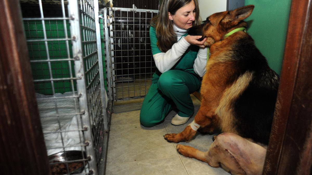 La presidenta del Refugio de Cambados con un perro pastor