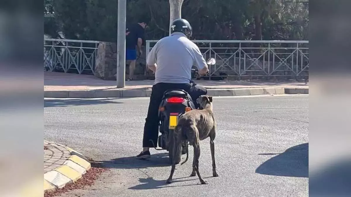 Maltrato salvaje en Castellón: Provoca la muerte de un perro al obligarlo a correr enganchado a un ciclomotor