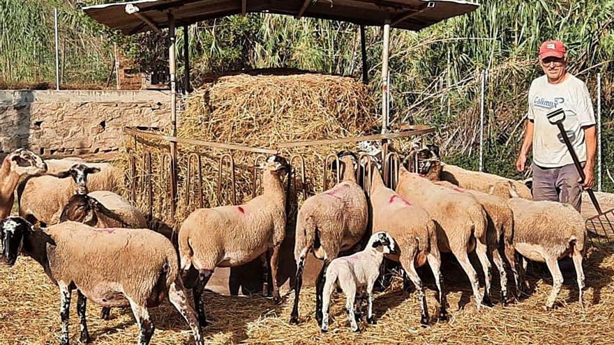 El ramader Jaume Jorba amb el ramat a la finca can Jorba d&#039;Òdena