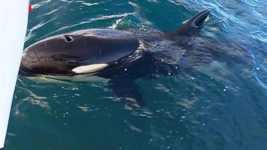 Capitanía Marítima estudia el cierre al paso de veleros en zonas de incidentes con orcas