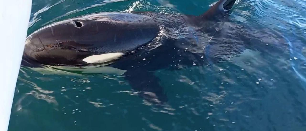 Una orca contacta con el velero ‘Extra Mile’ en aguas de A Guarda en 2020.