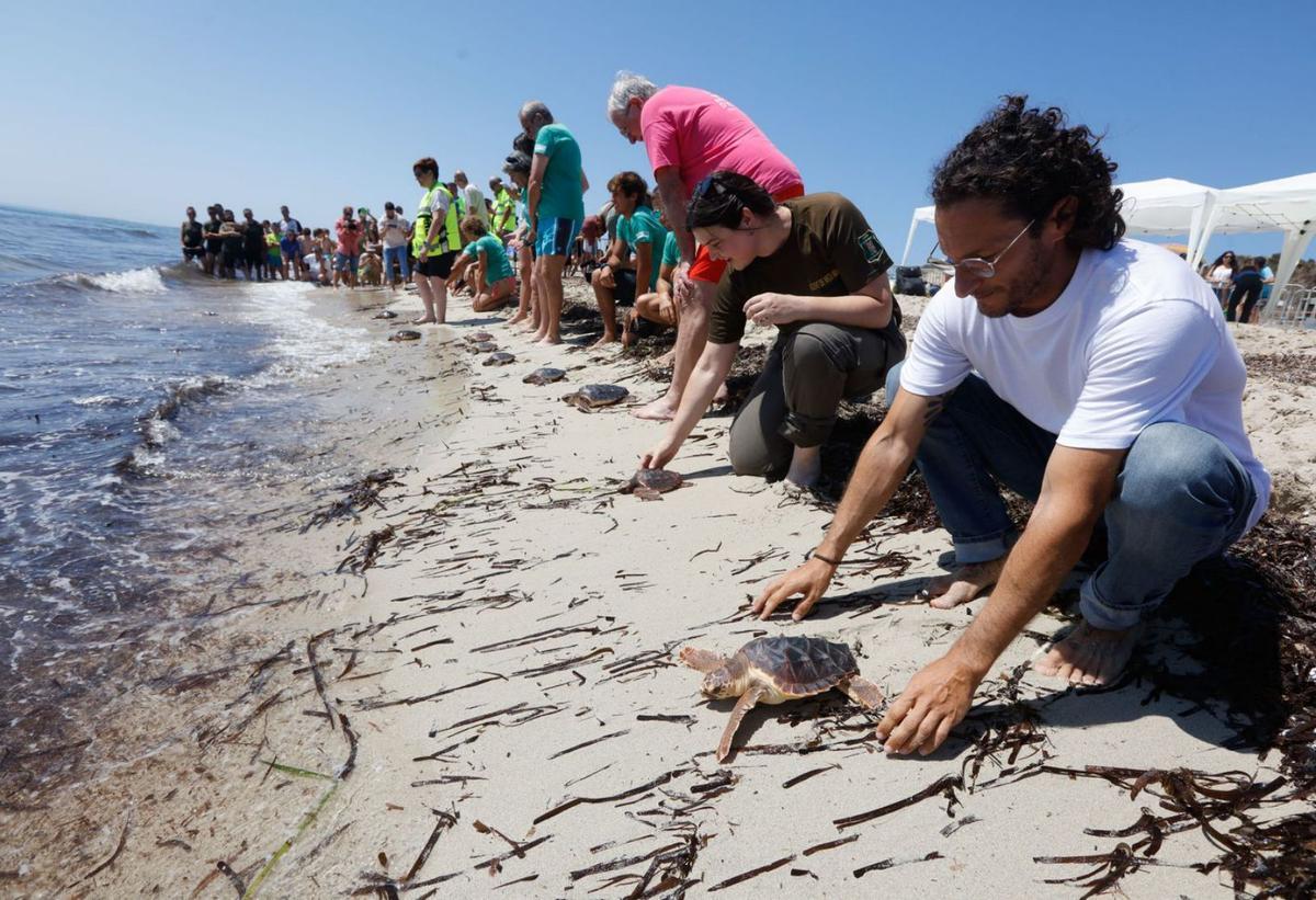 Suelta de ejemplares de tortuga boba en la playa de es Cavallet. | DANIEL ESPINOSA